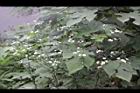 一年蓬-花序1.JPG