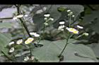 一年蓬-花序2.JPG