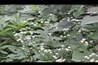 一年蓬-花序3.JPG