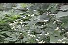 一年蓬-花序4.JPG