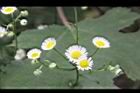 一年蓬-花序8.JPG