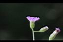 一枝香-花11.jpg