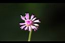 一枝香-花5.jpg