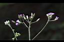 一枝香-花7.jpg