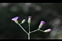 一枝香-花8.jpg