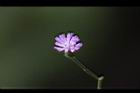 一枝香-花0.jpg