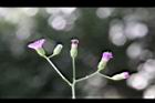 一枝香-花10.jpg