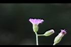 一枝香-花13.jpg