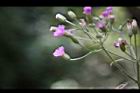 一枝香-花17.jpg