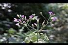 一枝香-花序06.jpg