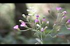 一枝香-花序10.jpg