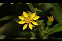 一枝黃花-花14.JPG