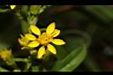 一枝黃花-花15.JPG