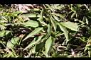一枝黃花-葉01.jpg