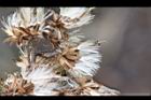一枝黃花-實06.JPG