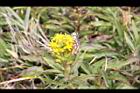 一枝黃花-花06.jpg