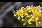一枝黃花-花12.JPG