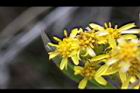 一枝黃花-花13.JPG
