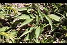 一枝黃花-葉02.jpg