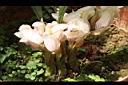 一葉罈花蘭-花16.JPG