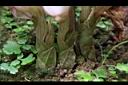 一葉罈花蘭-鱗片01.JPG