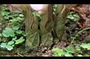 一葉罈花蘭-鱗片02.JPG