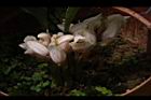一葉罈花蘭-花01.JPG