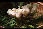 一葉罈花蘭-花04.JPG