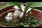 一葉罈花蘭-花07.JPG