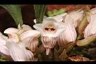 一葉罈花蘭-花22.JPG