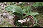 一葉罈花蘭06.JPG
