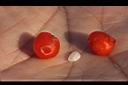 七葉一枝花-種子3.jpg