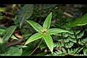 七葉一枝花-花7.jpg