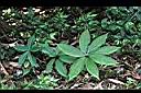 七葉一枝花-葉5.jpg
