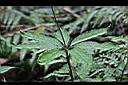七葉一枝花-葉7.jpg