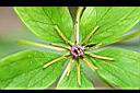 七葉一枝花-花6.jpg