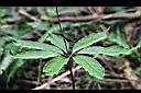 七葉一枝花-葉9.jpg