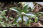 七葉一枝花-實1.jpg
