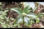 七葉一枝花-實3.jpg