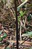 七葉一枝花-莖1.jpg