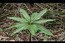 七葉一枝花-葉1.jpg