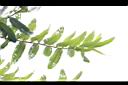 三果木-葉00.JPG
