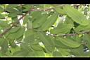 三果木-葉04.JPG