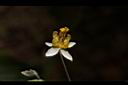 三枝九葉草-花12.JPG