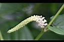 三白草-花00.jpg
