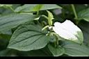 三白草-葉02.jpg