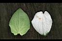 三白草-葉06.jpg