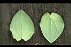 三白草-葉03.jpg