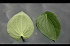 三白草-葉05.jpg