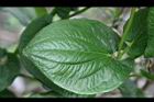 三白草-葉正04.jpg